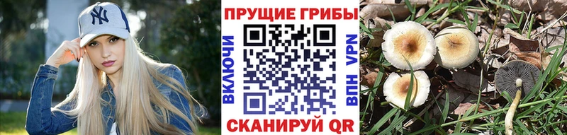 Галлюциногенные грибы Psilocybine cubensis  купить наркоту  гидра ТОР  Тимашёвск 